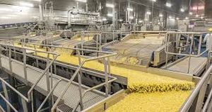 Farm frites factory production line fries